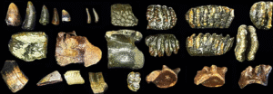 Podcast Homo Erectus Beneath the Waves