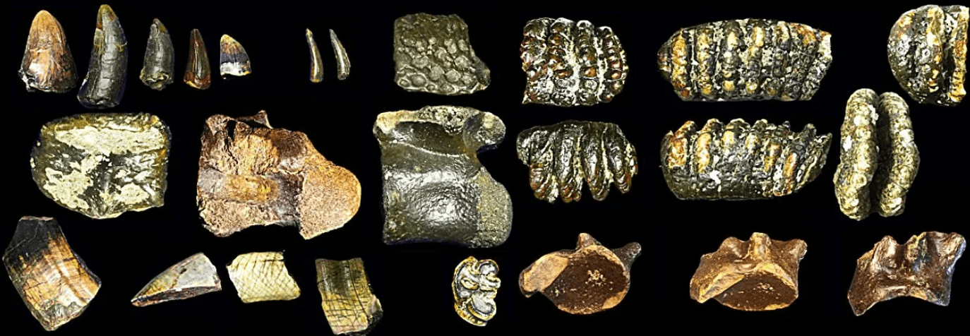 Podcast Homo Erectus Beneath the Waves